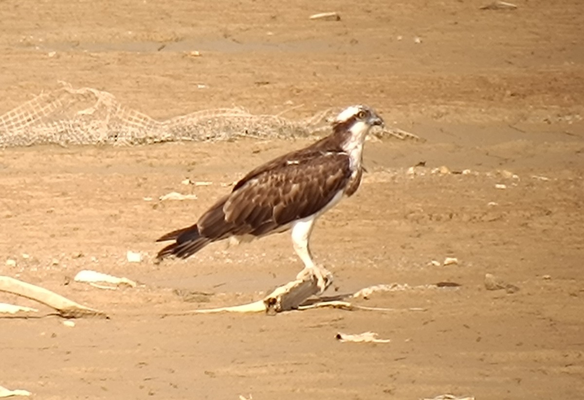 Osprey - John Howes