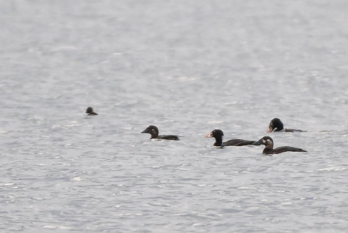 Surf Scoter - ML601197591