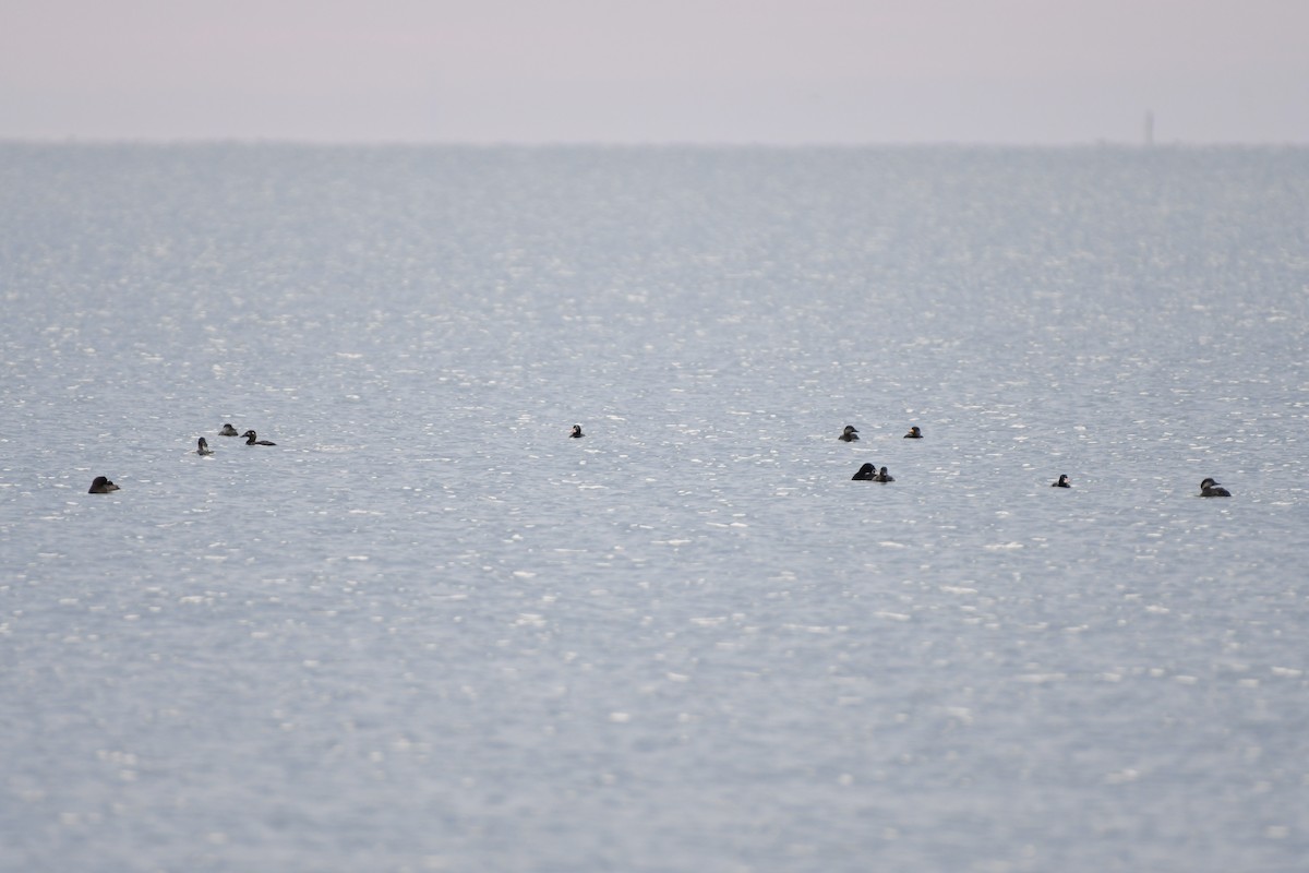 Surf Scoter - ML601197601