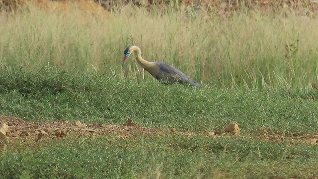 Garza Chiflona - ML601198501