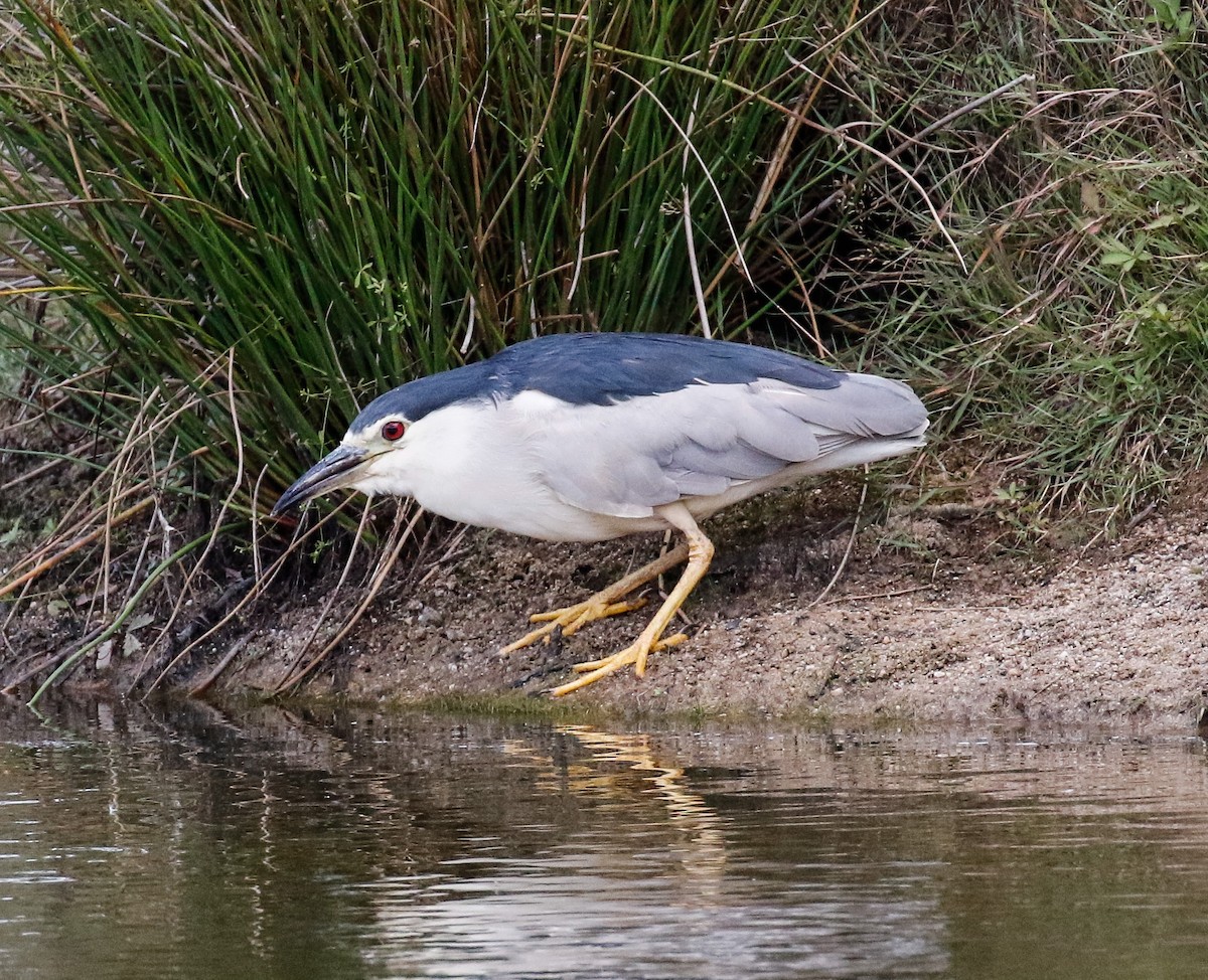 Martinete Común - ML601199111