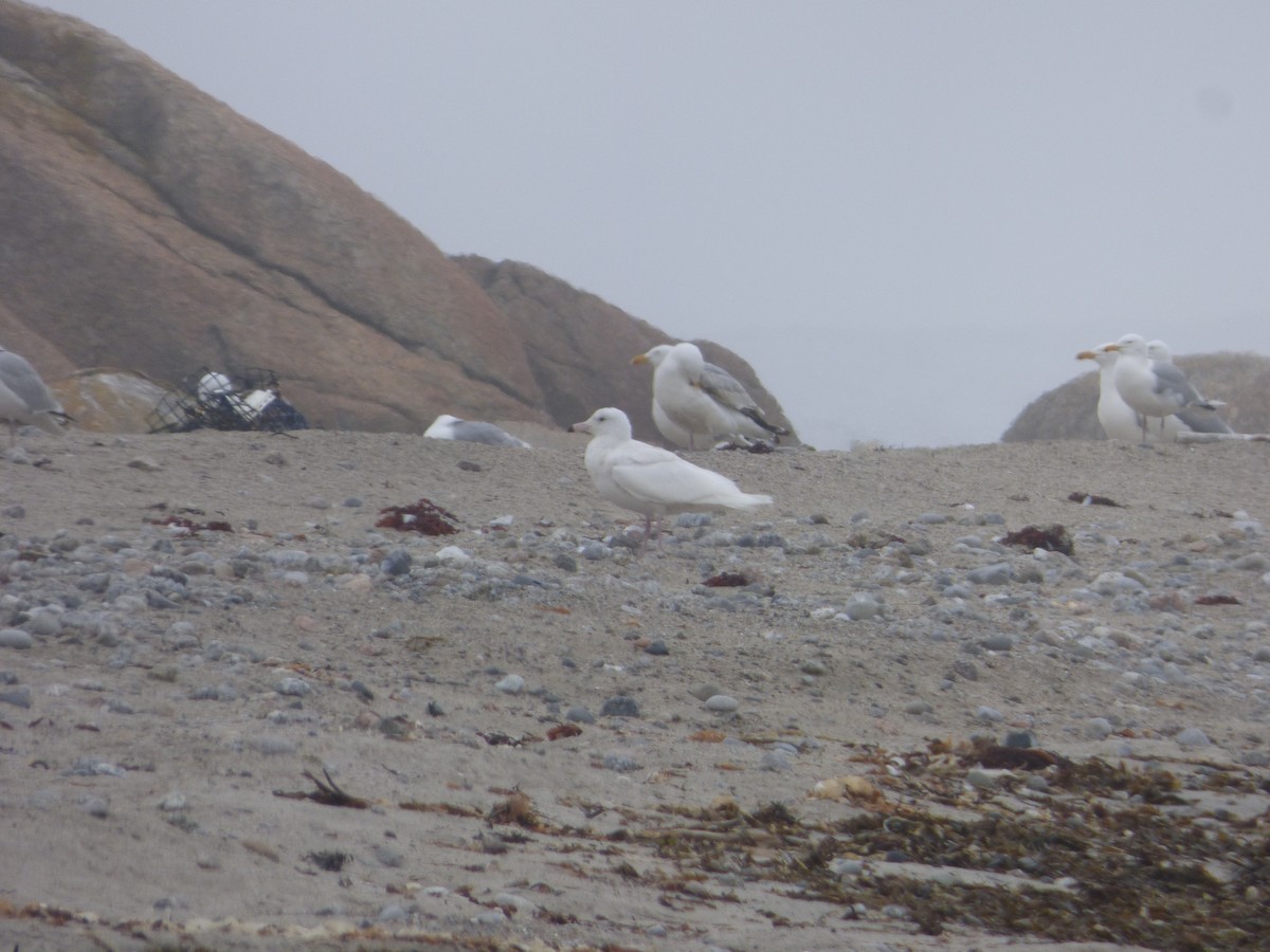 Glaucous Gull - ML60119921