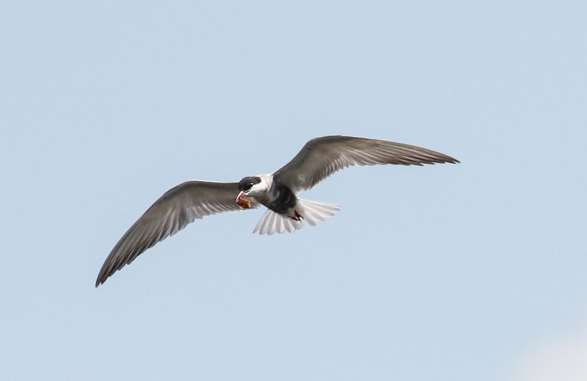 Fumarel Cariblanco - ML601199491