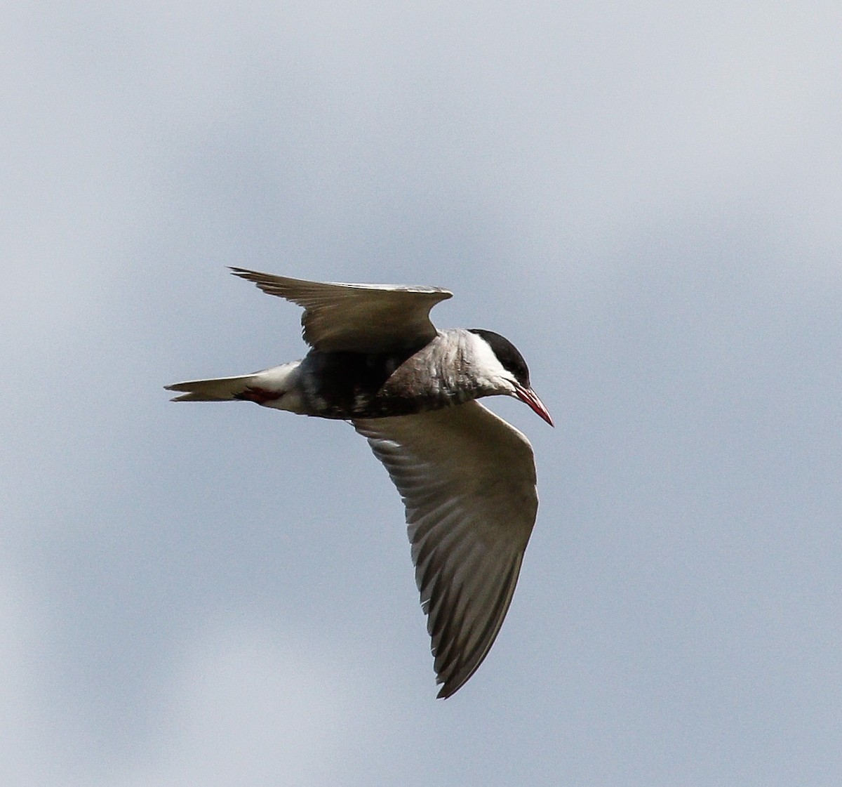 Fumarel Cariblanco - ML601199501