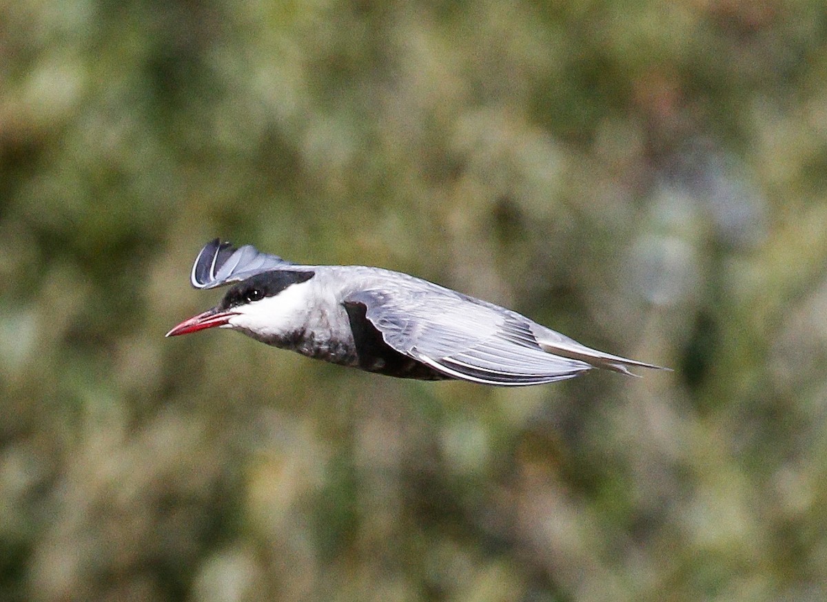 Mignattino piombato - ML601199511