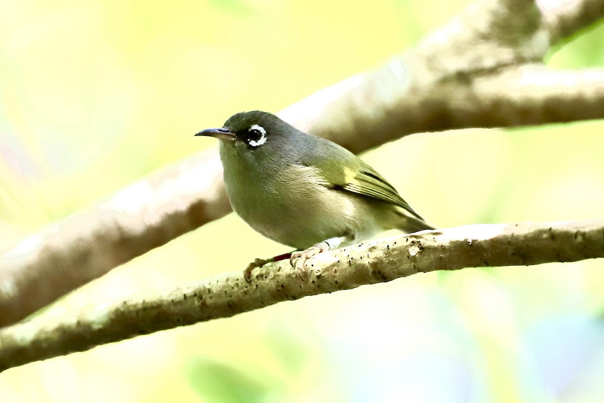 Mauritius-Olivbrillenvogel - ML601199641
