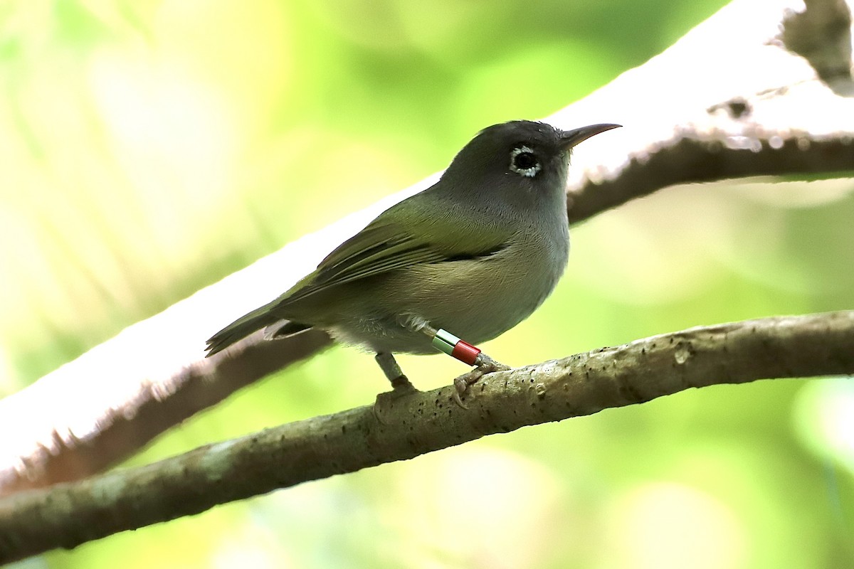 Mauritius-Olivbrillenvogel - ML601199651