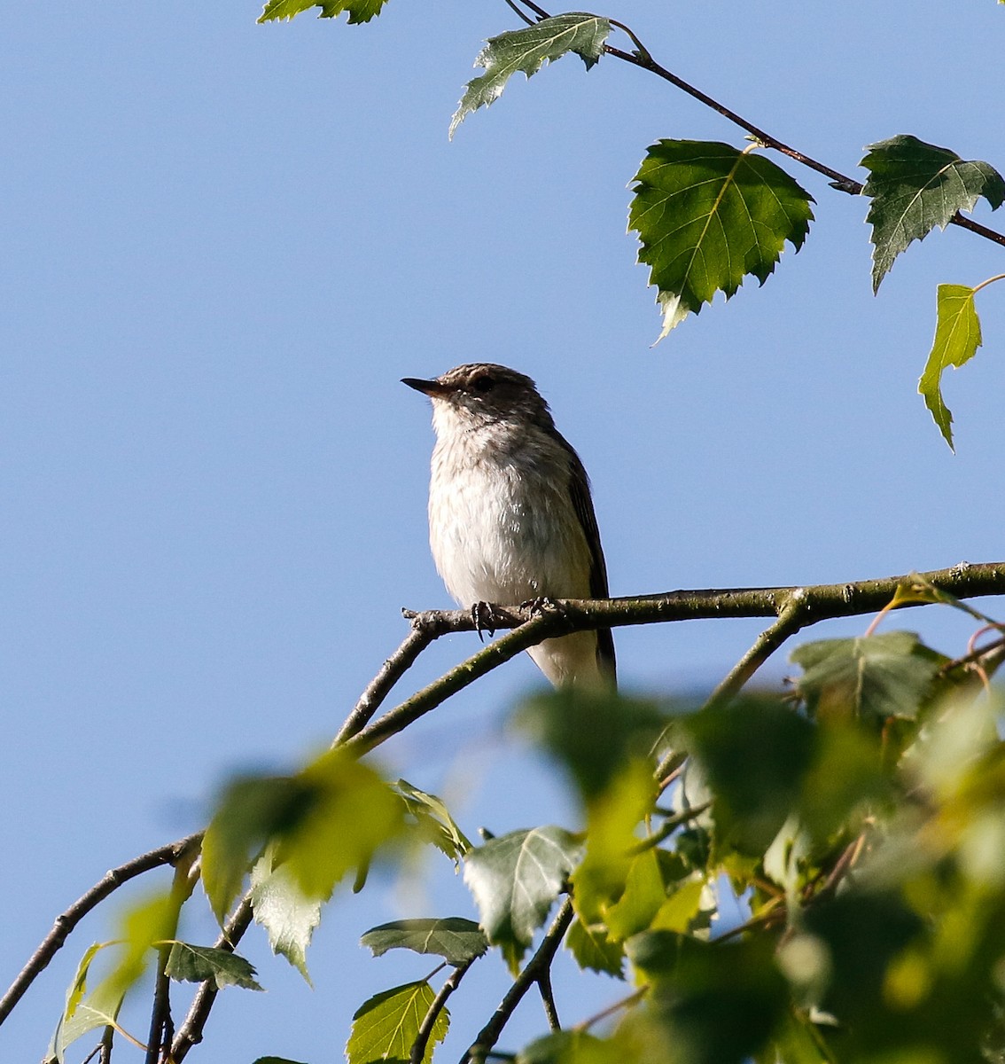 Spotted Flycatcher - ML601199671