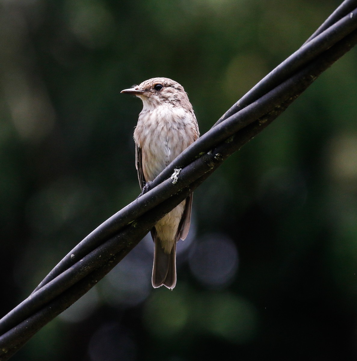 Papamoscas Gris - ML601199681