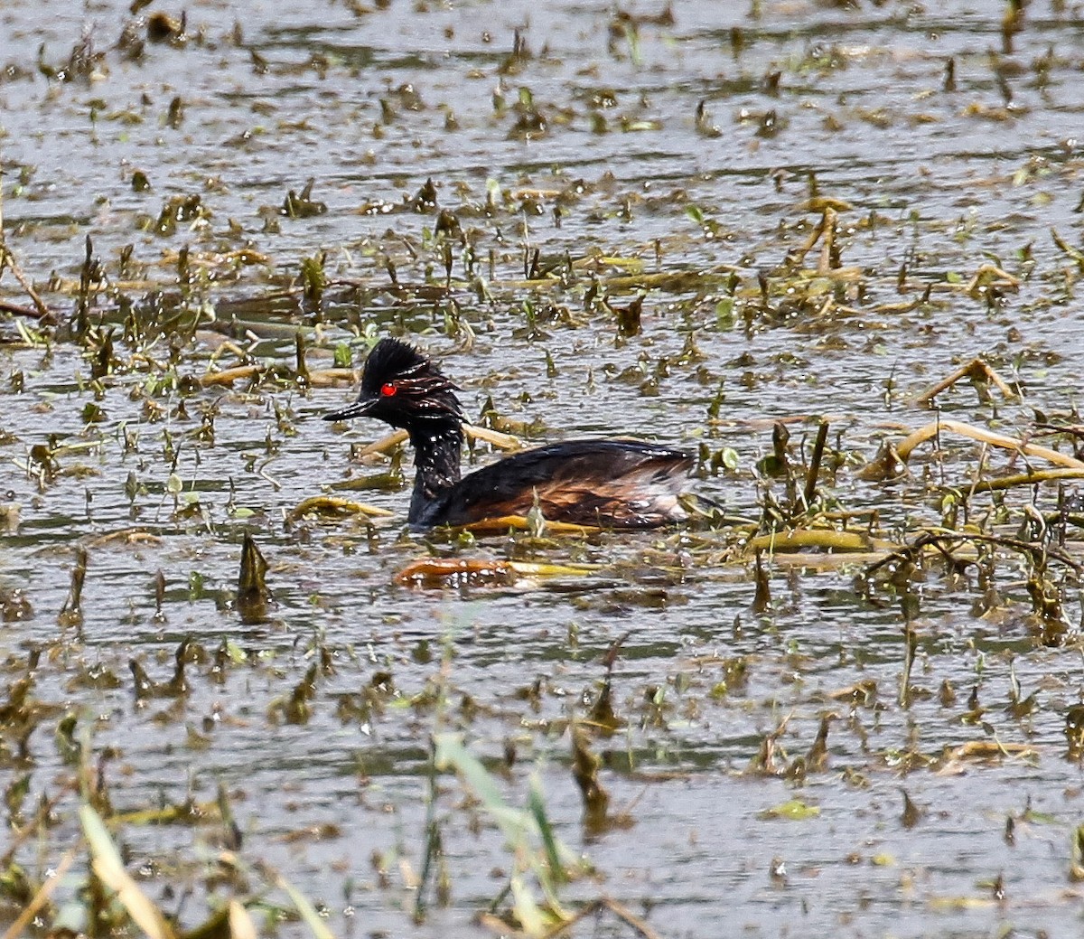 Zampullín Cuellinegro - ML601199821