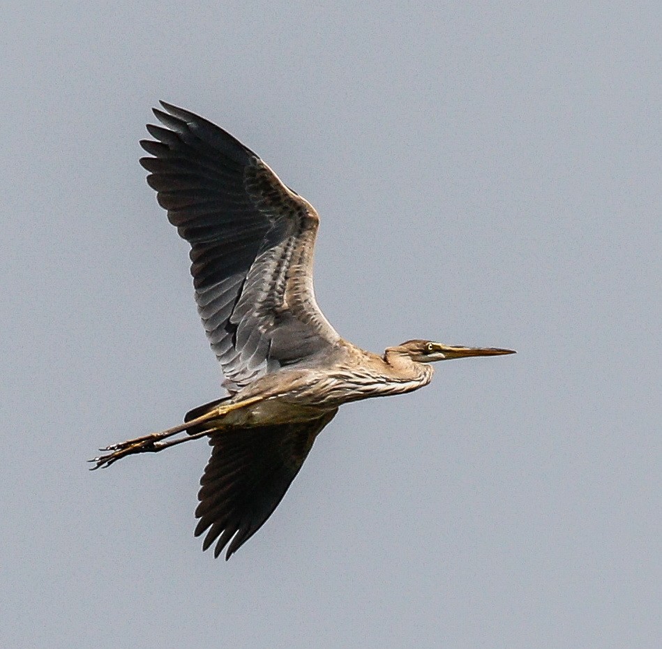 Garza Imperial - ML601199861