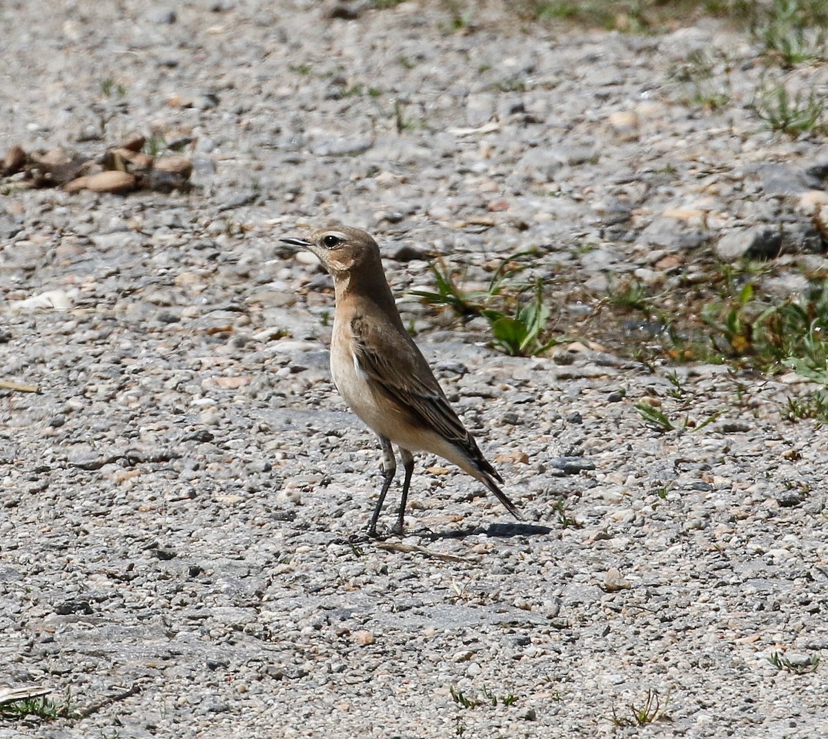 Collalba Gris - ML601199981