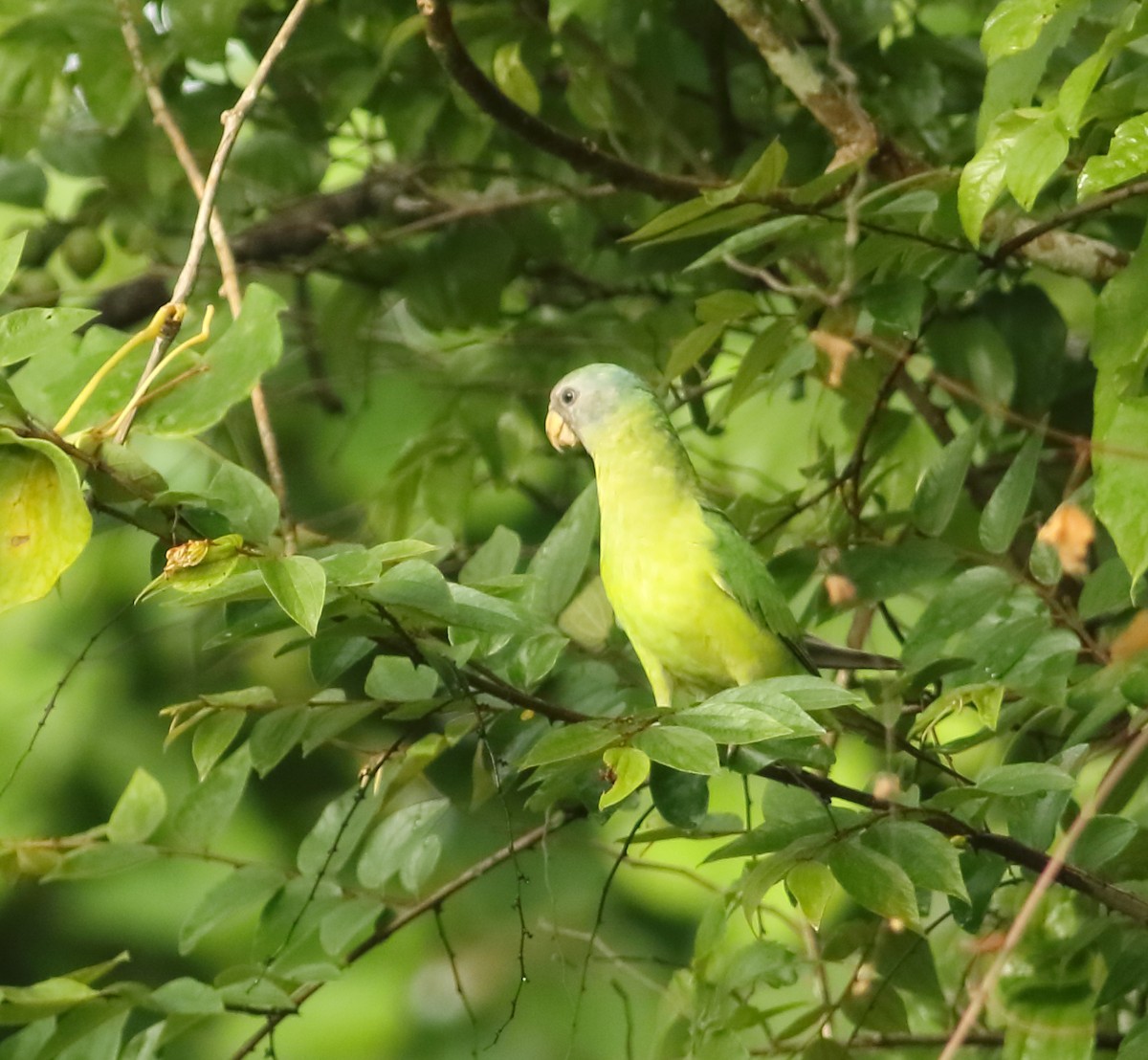 Plum-headed Parakeet - ML601200241