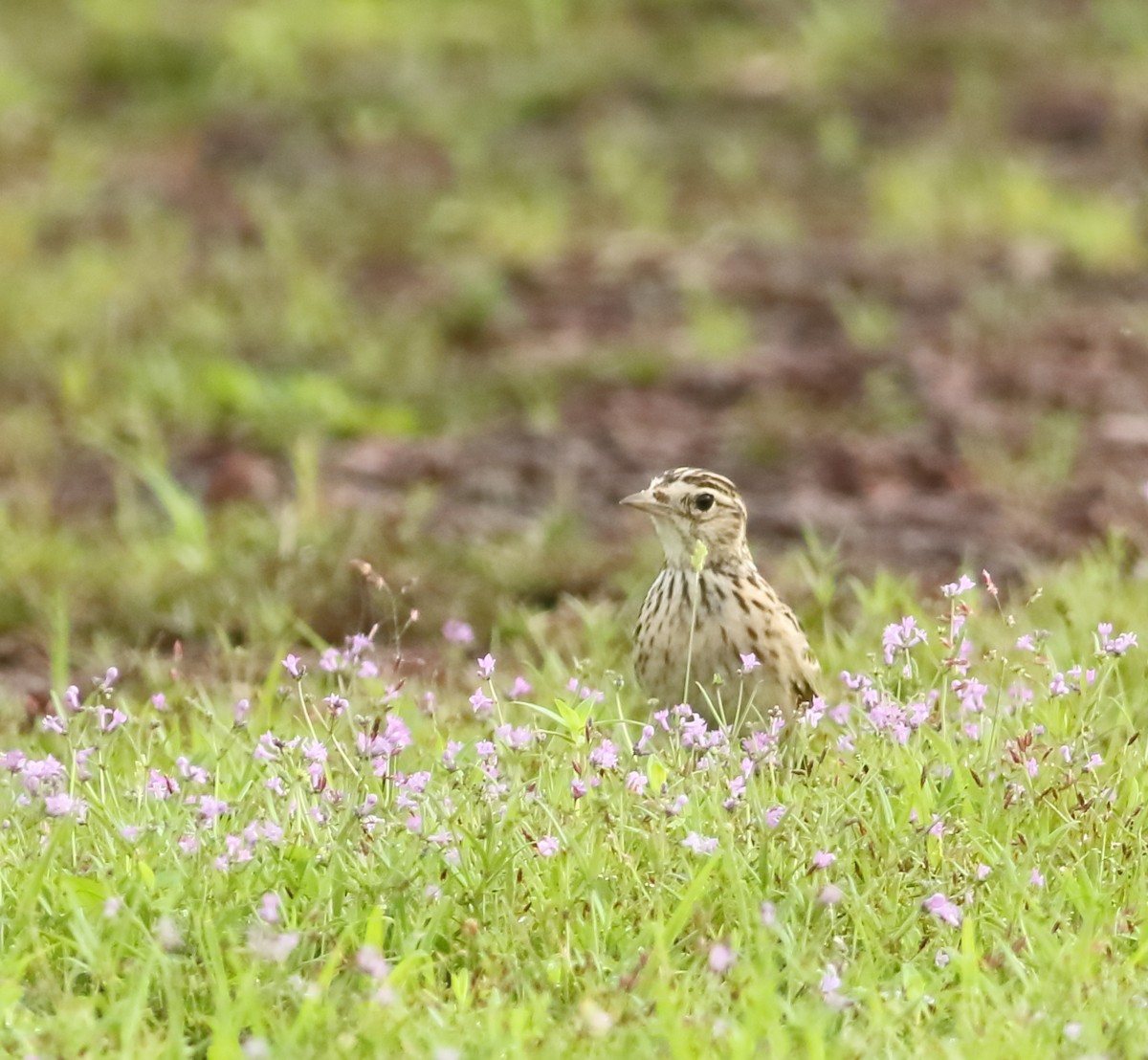 Oriental Skylark - ML601200311