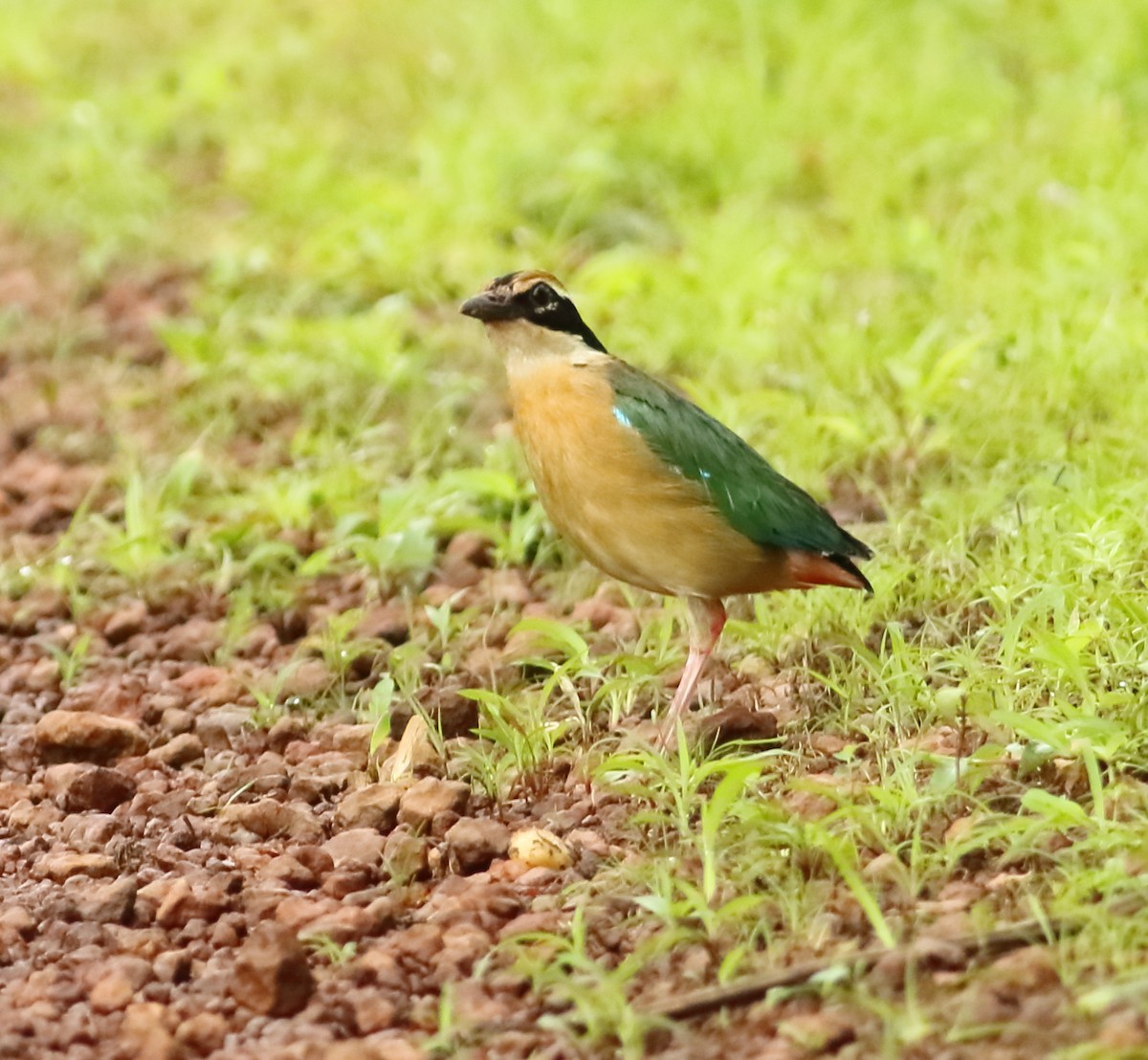 Indian Pitta - ML601200531