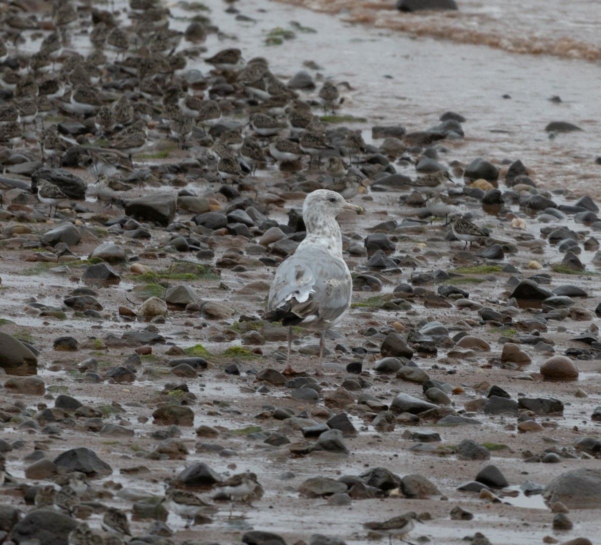 Ring-billed Gull - ML601200911