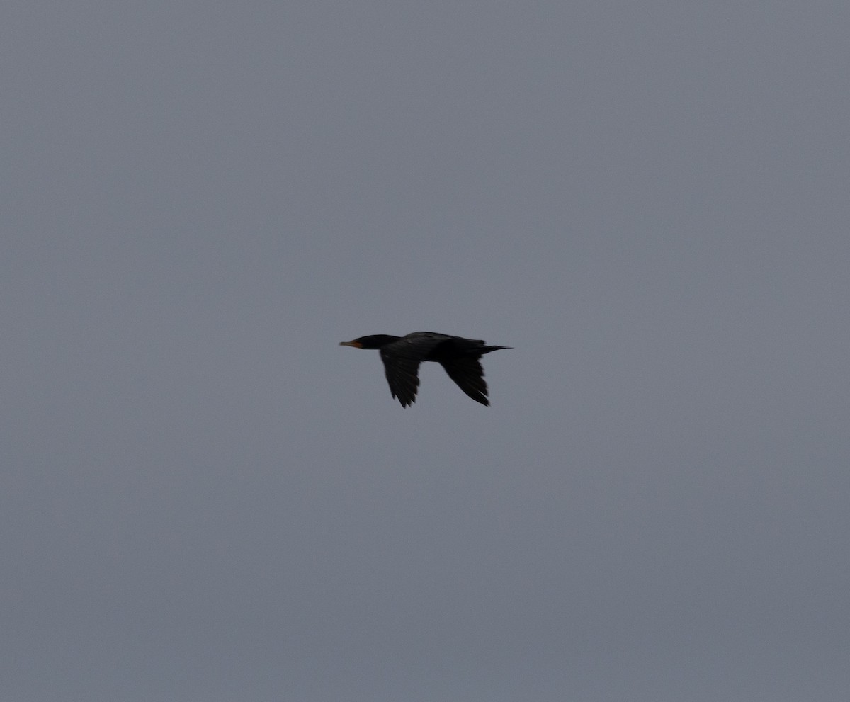 Double-crested Cormorant - ML601200931