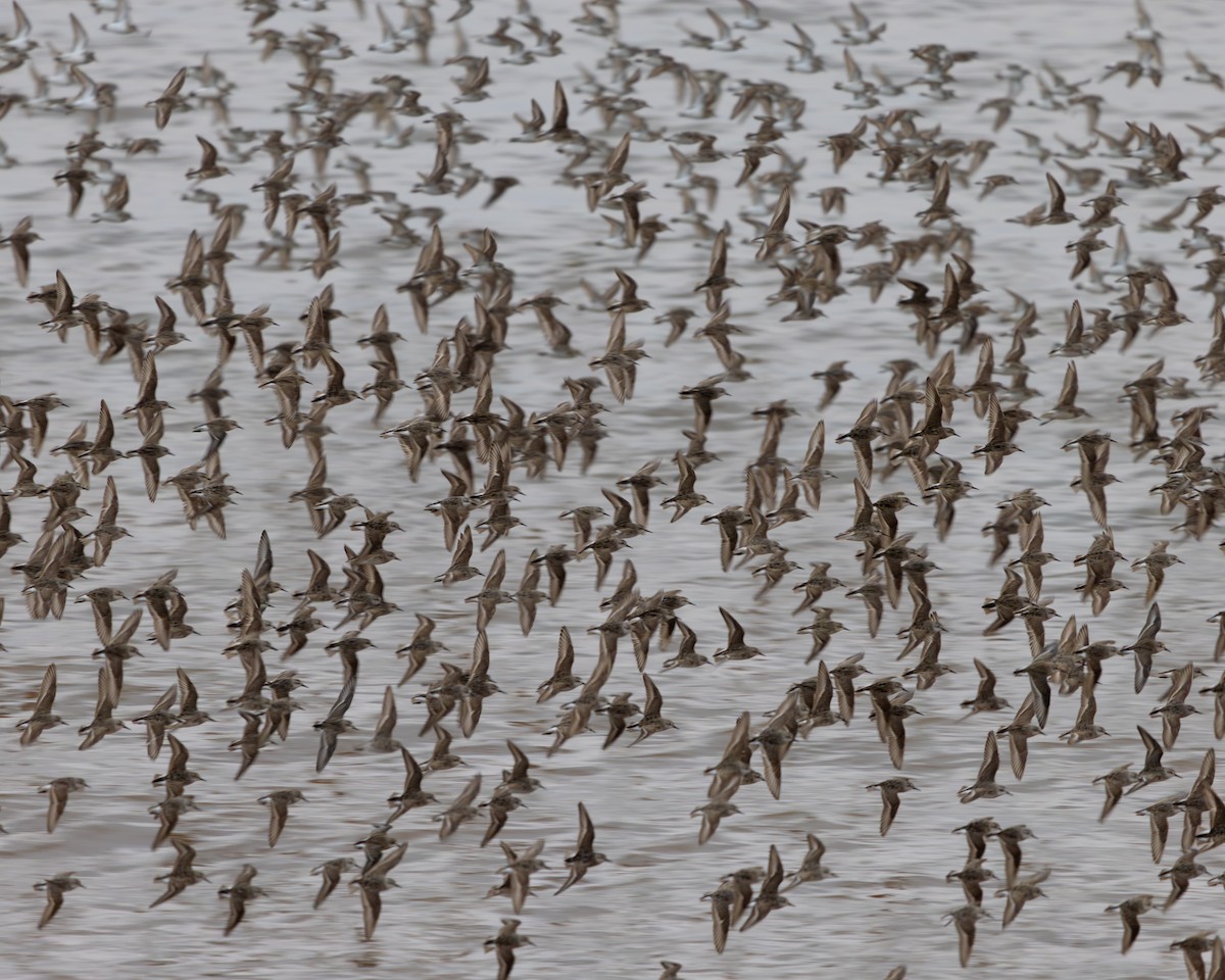 Semipalmated Sandpiper - ML601201071