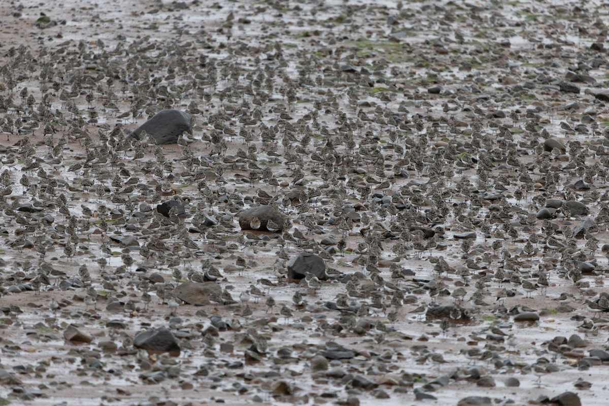 Semipalmated Sandpiper - ML601201081