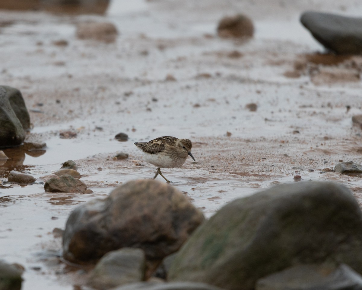 Semipalmated Sandpiper - ML601201091