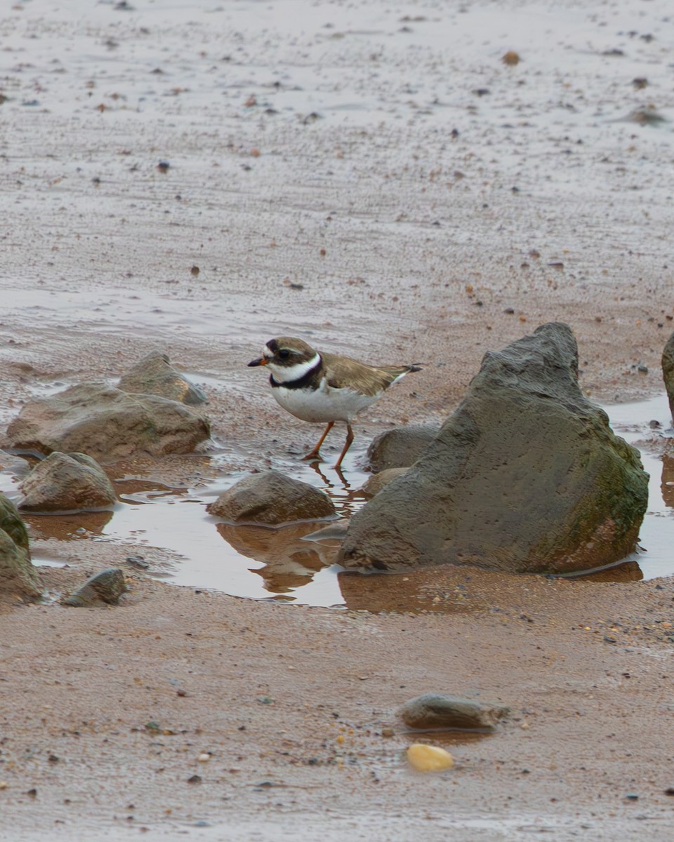 Semipalmated Plover - ML601201121