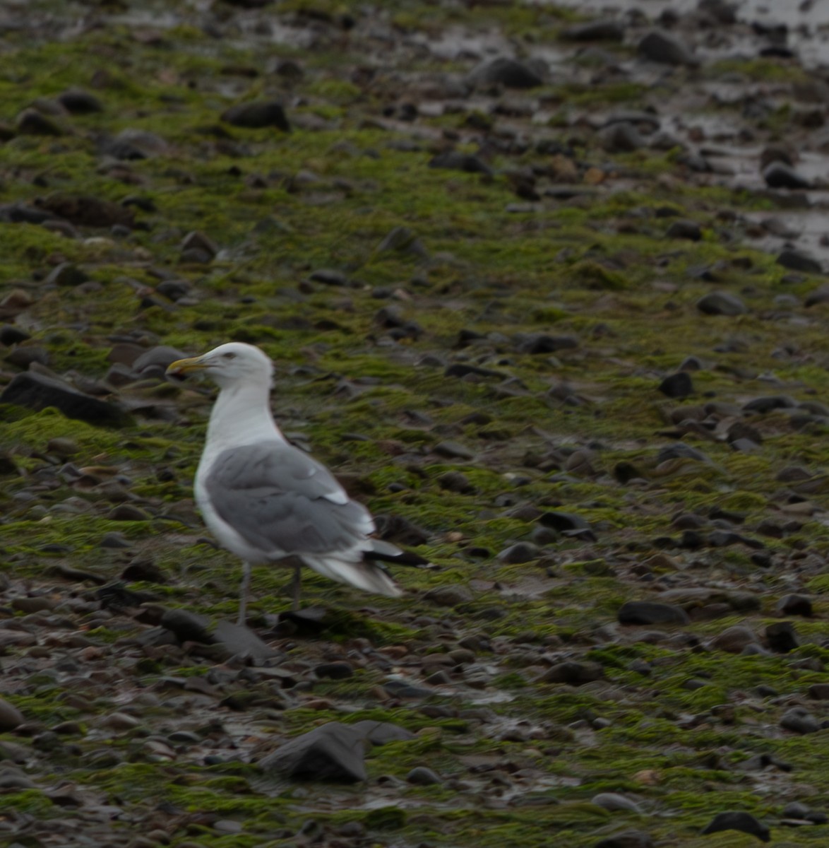 American Herring Gull - ML601201141