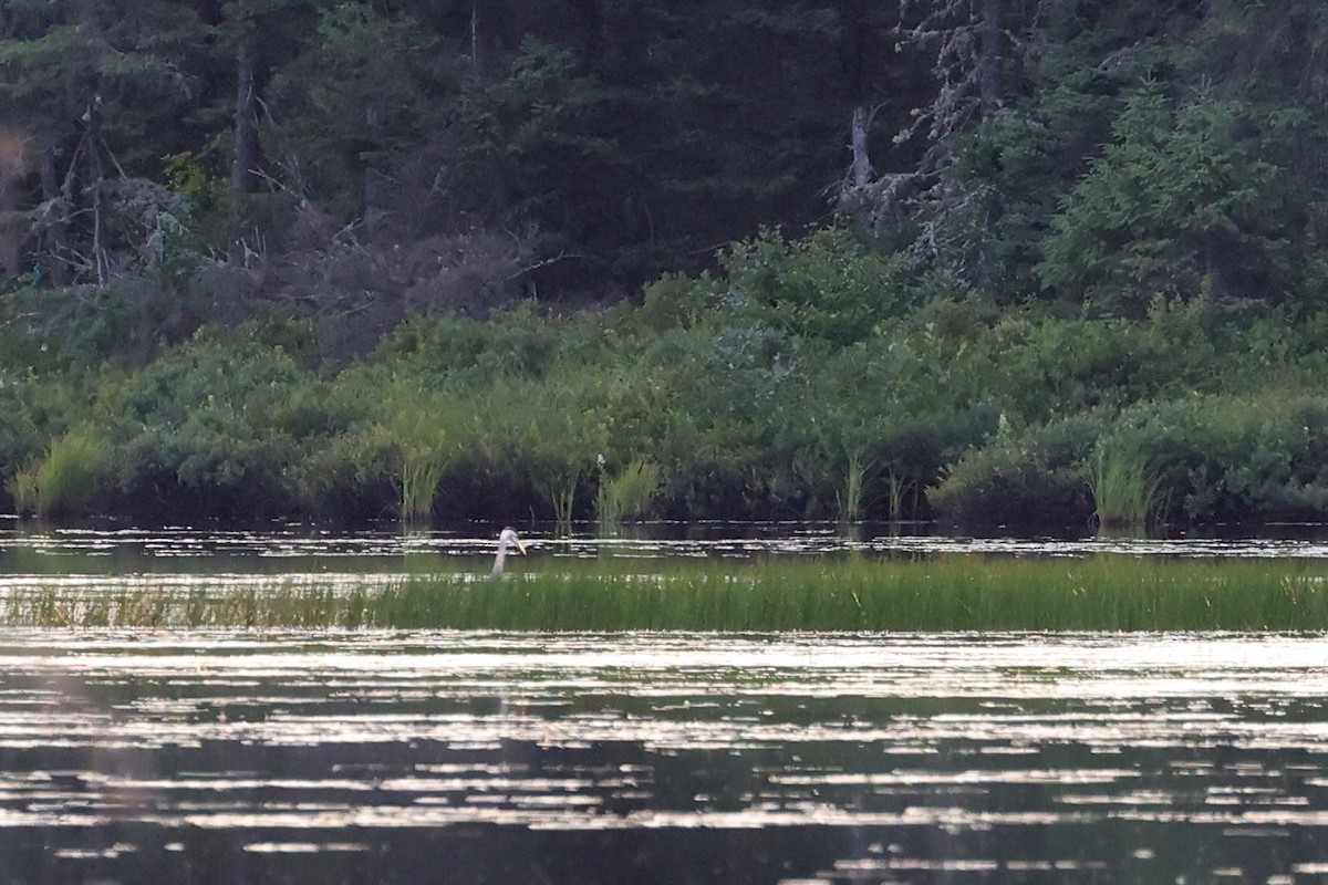 Great Blue Heron - ML601201151