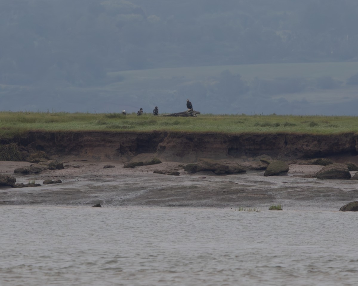 Bald Eagle - ML601201161