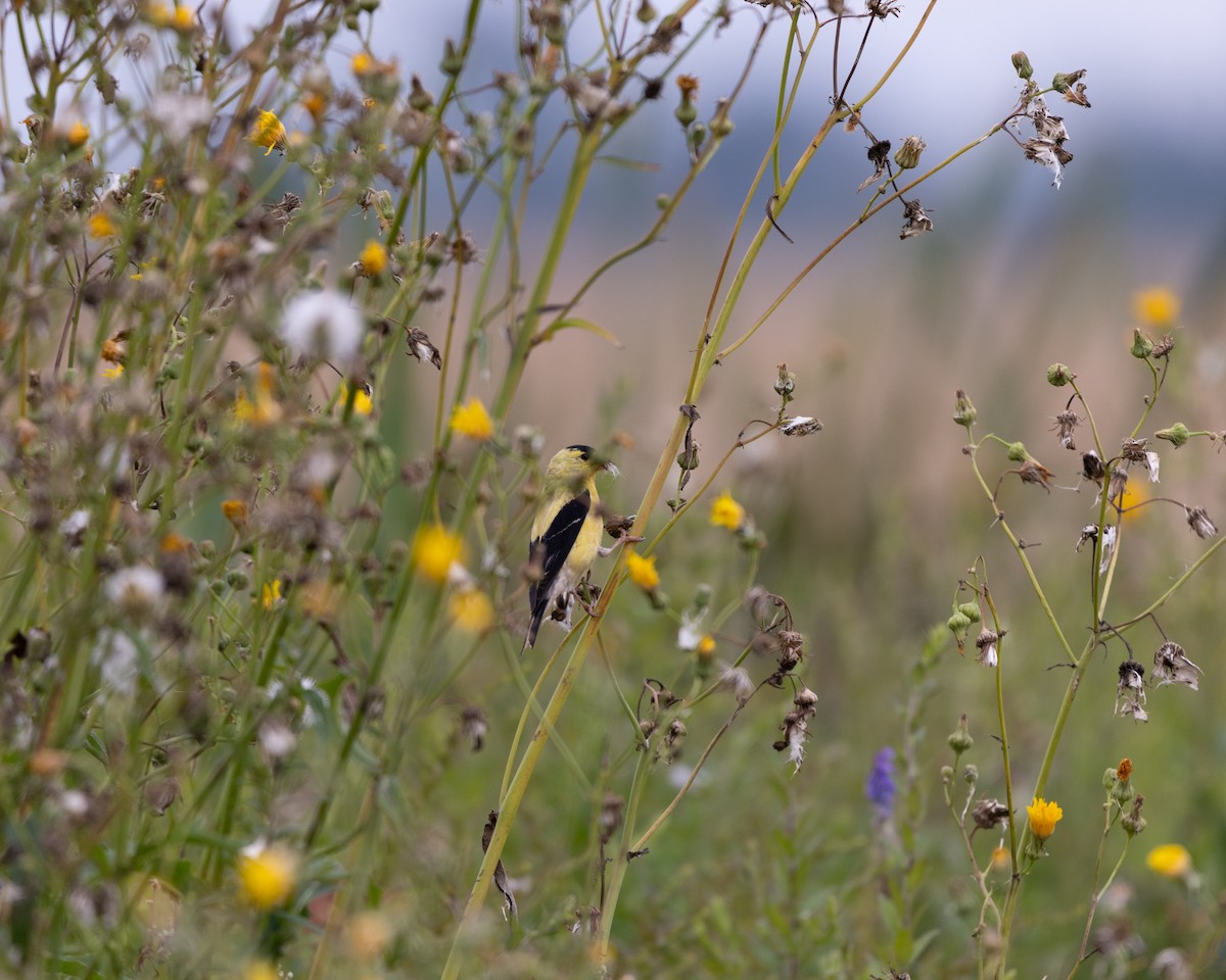 American Goldfinch - ML601201171