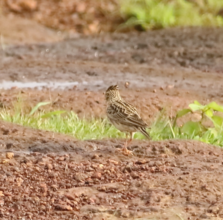 Oriental Skylark - Savio Fonseca (www.avocet-peregrine.com)