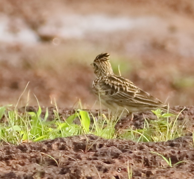 Oriental Skylark - Savio Fonseca (www.avocet-peregrine.com)