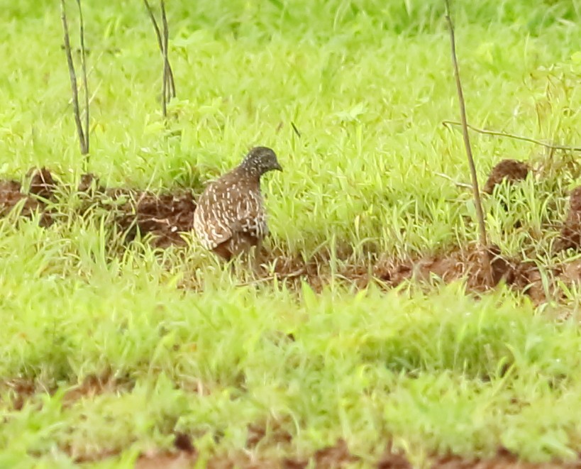 Barred Buttonquail - ML601201471