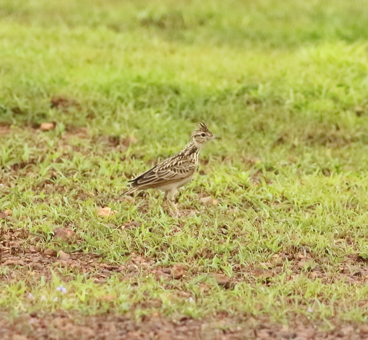 Oriental Skylark - Savio Fonseca (www.avocet-peregrine.com)