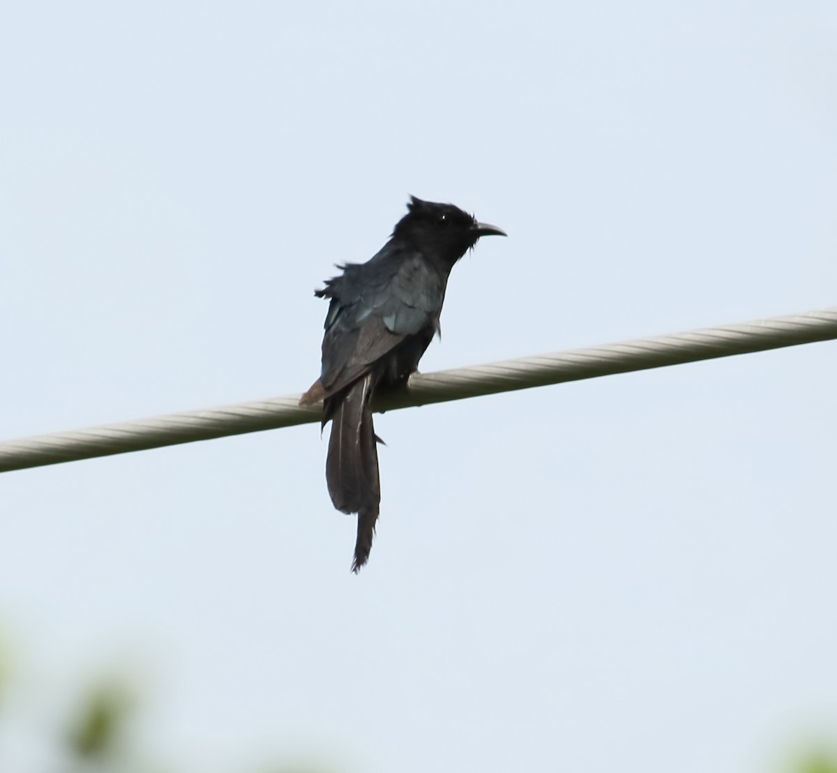 Fork-tailed Drongo-Cuckoo - Savio Fonseca (www.avocet-peregrine.com)