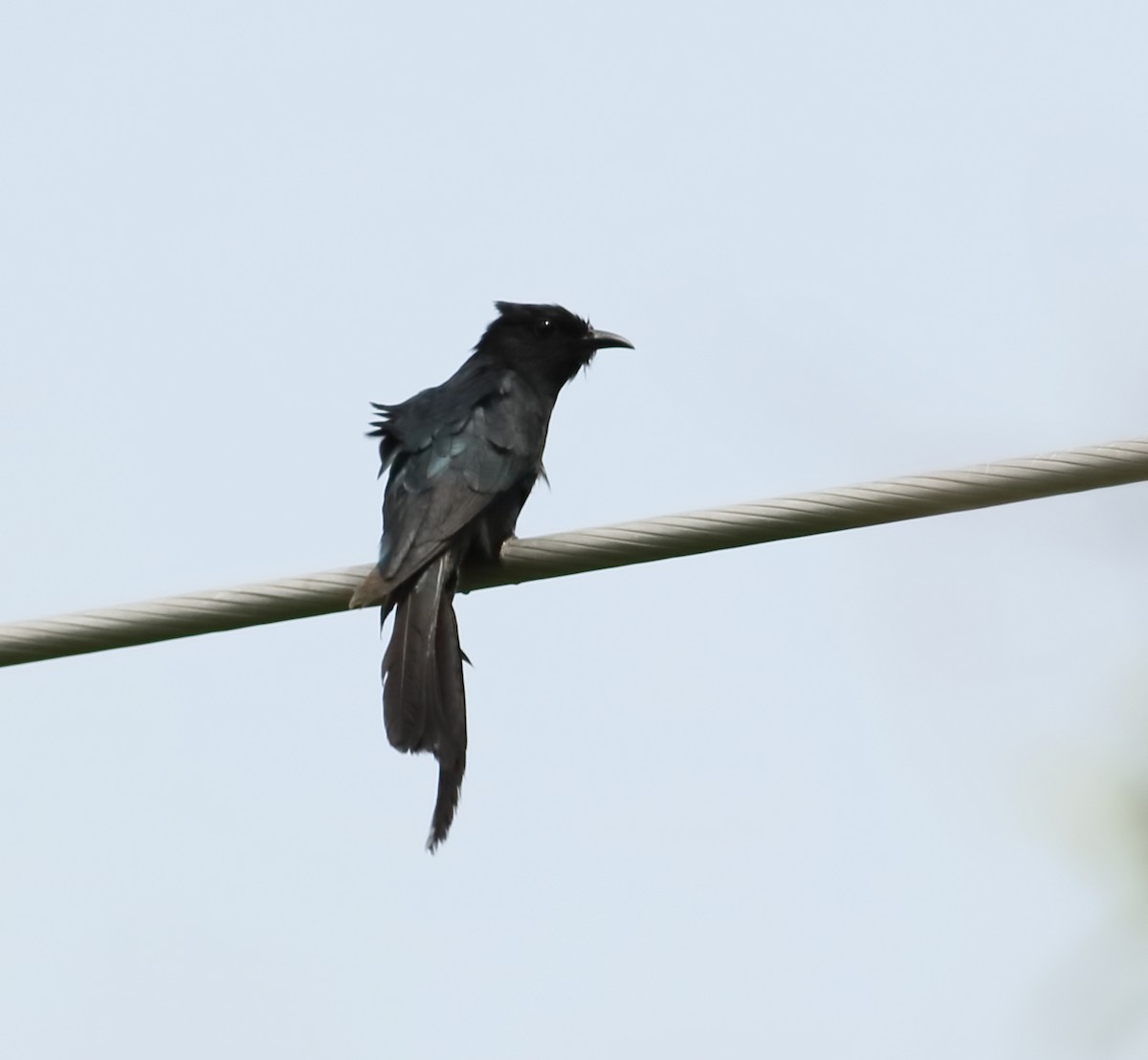 Fork-tailed Drongo-Cuckoo - ML601202321