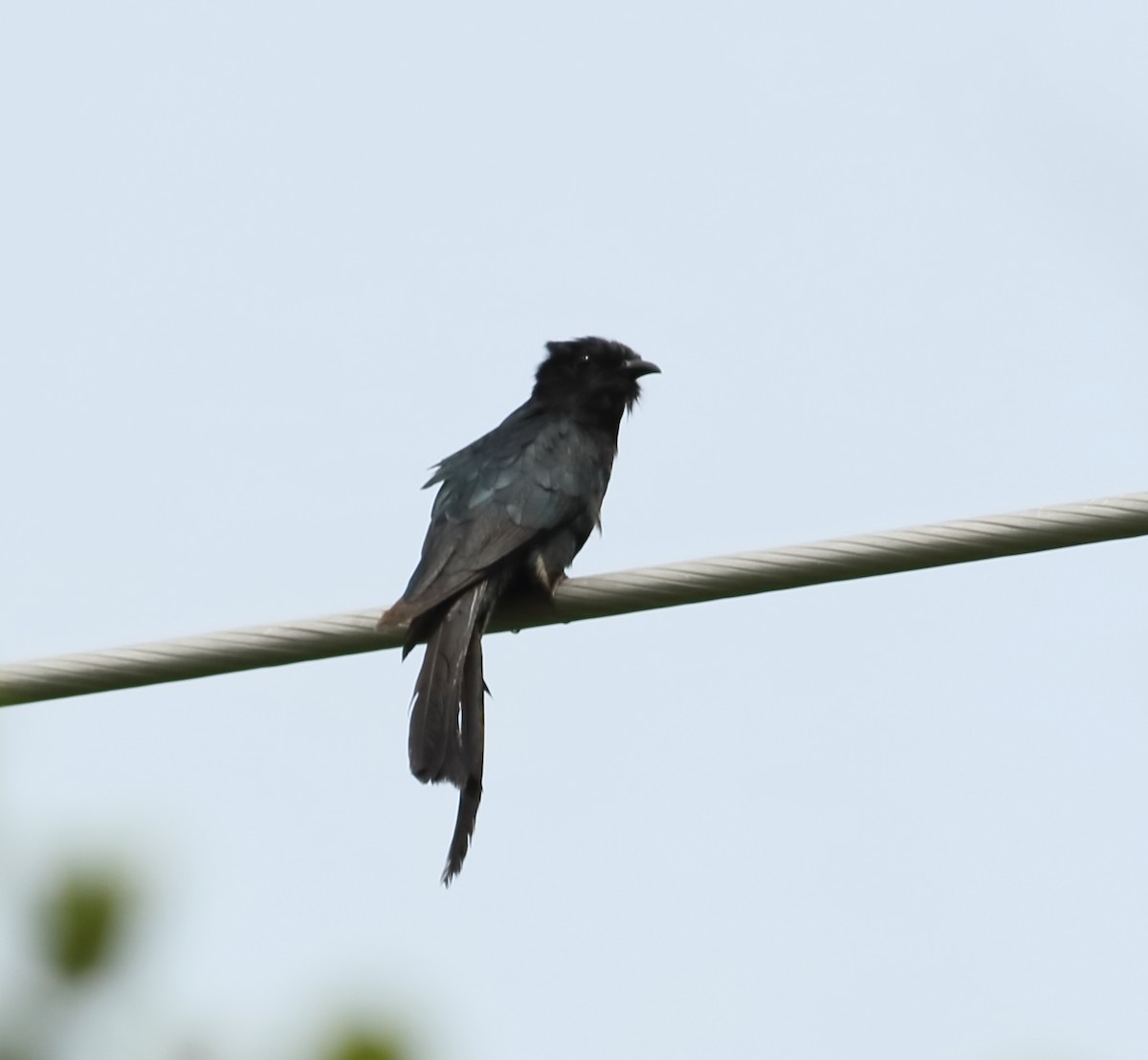 Fork-tailed Drongo-Cuckoo - ML601202341