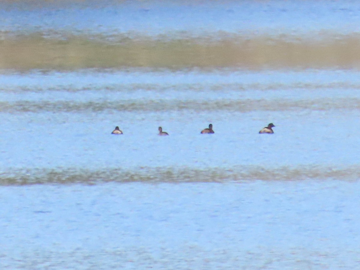 Little Grebe - ML601202511