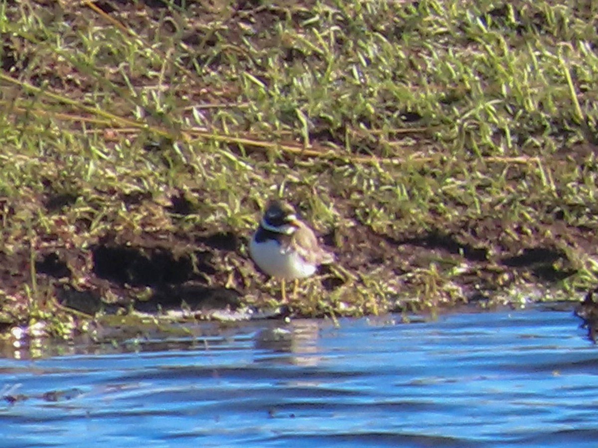 Common Ringed Plover - ML601202621