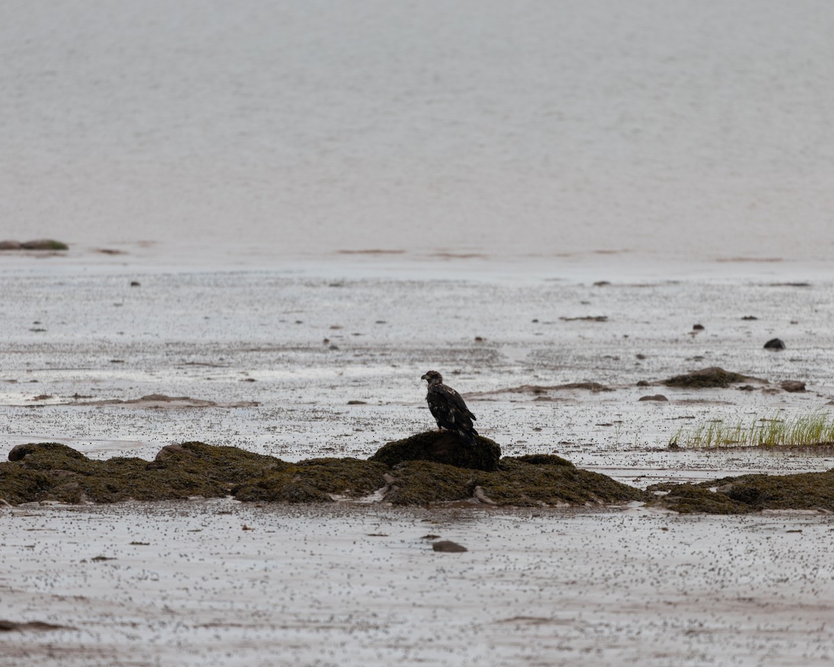 Bald Eagle - ML601202841