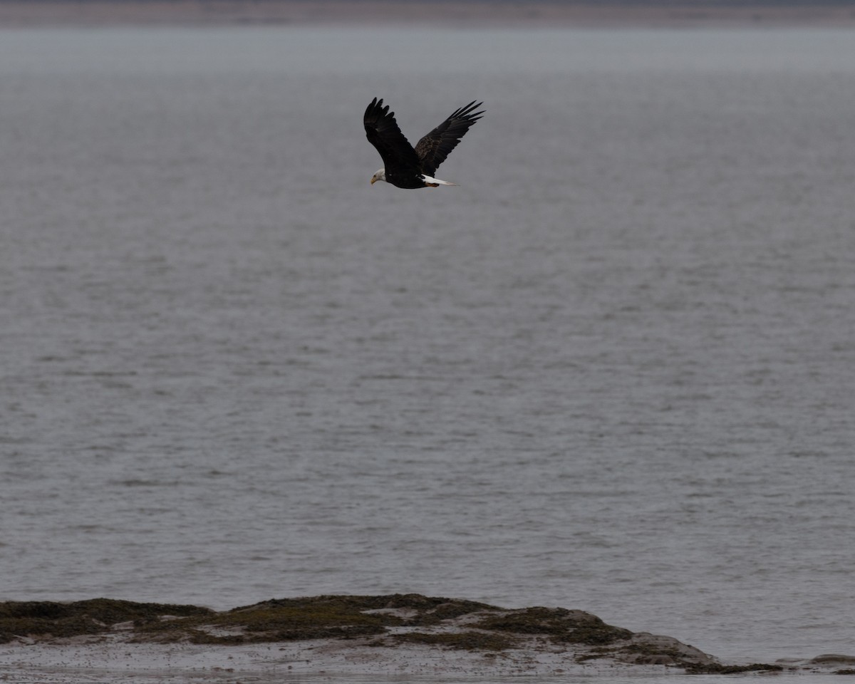 Bald Eagle - ML601202851