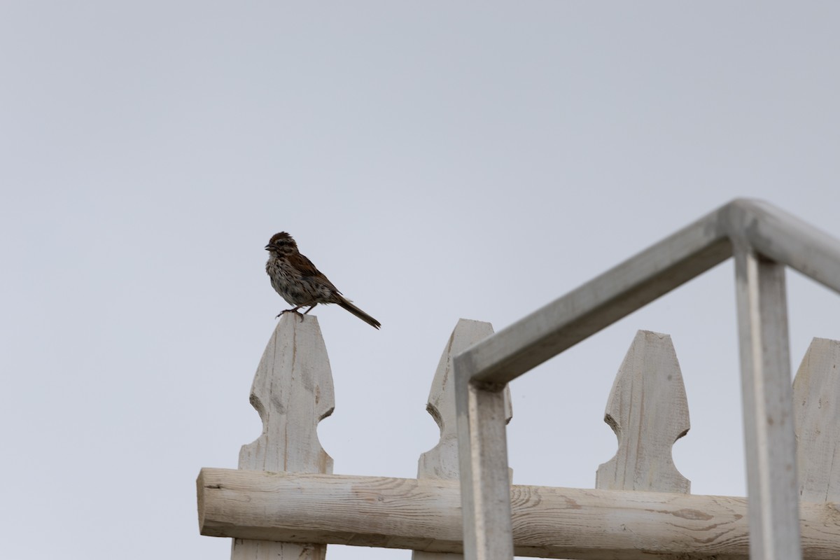 Song Sparrow - ML601202891