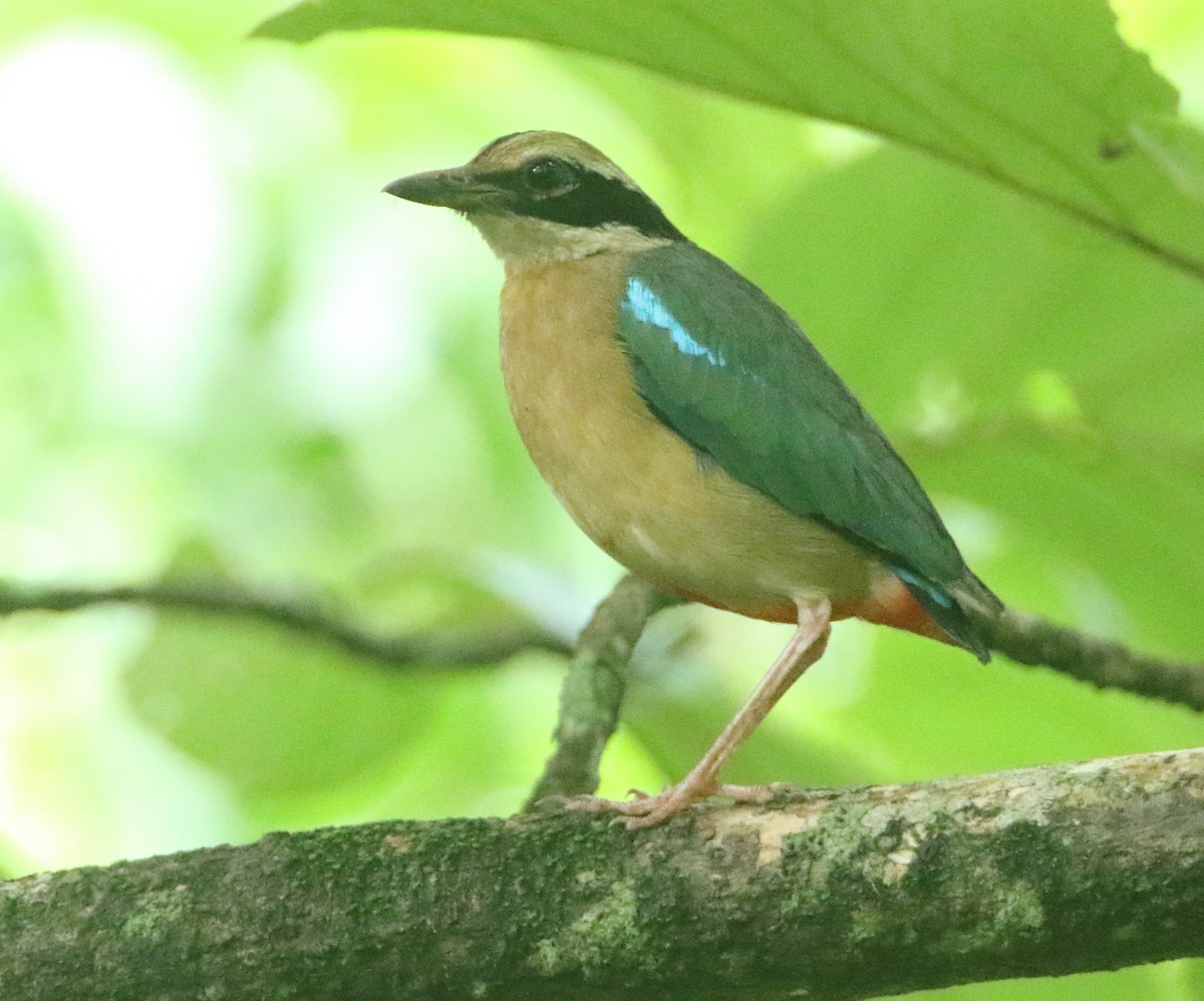 Indian Pitta - ML601202991