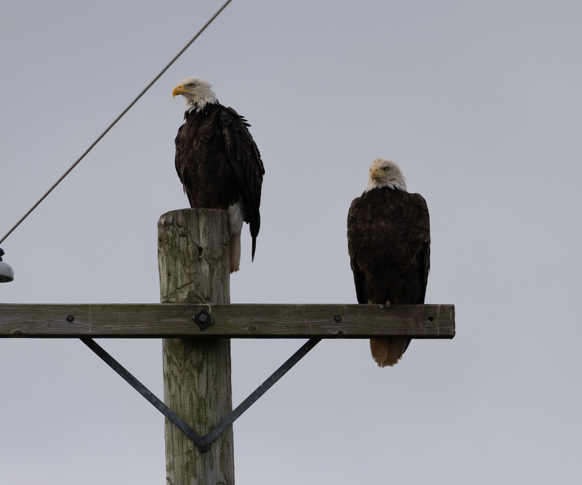 Bald Eagle - ML601203111