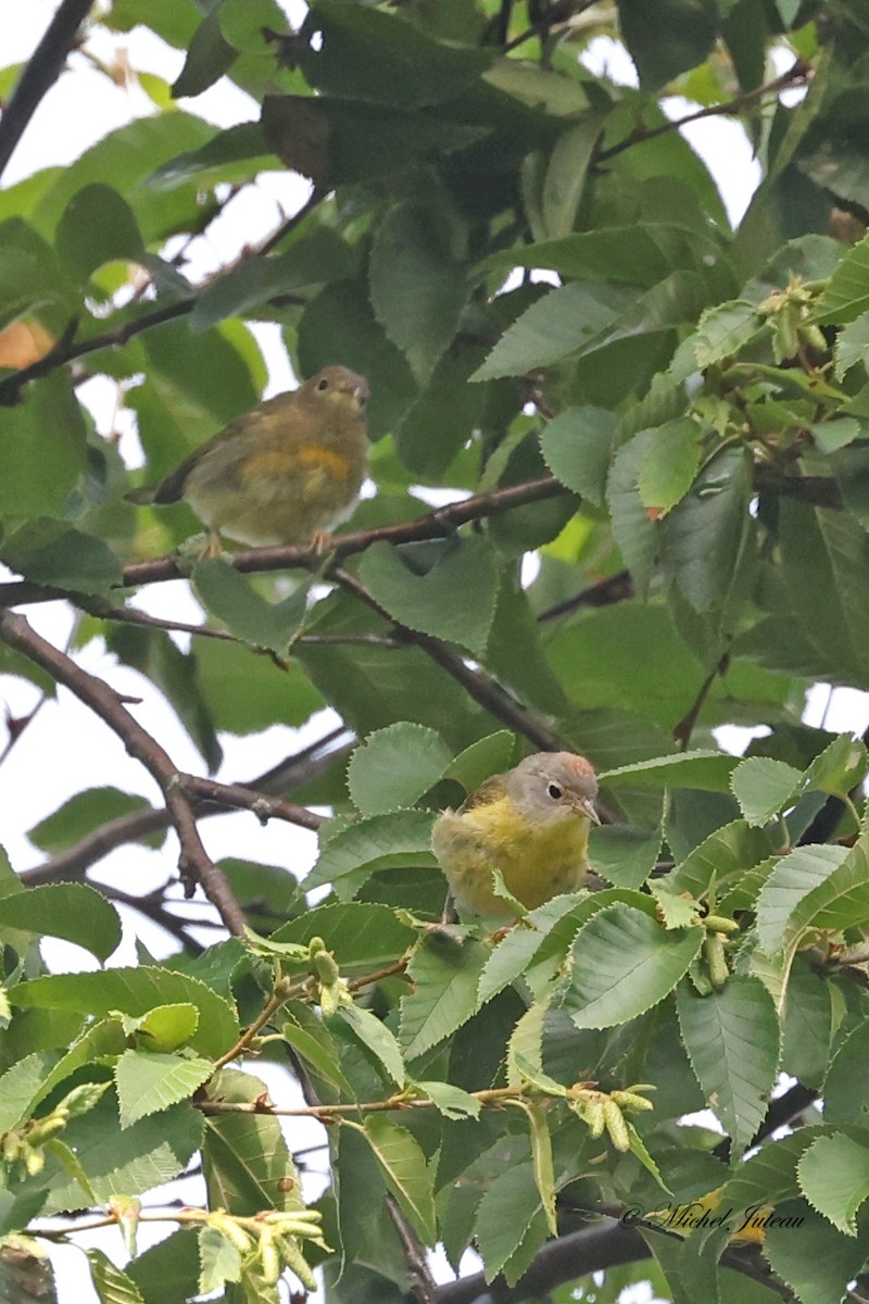 Nashville Warbler - Michel Juteau