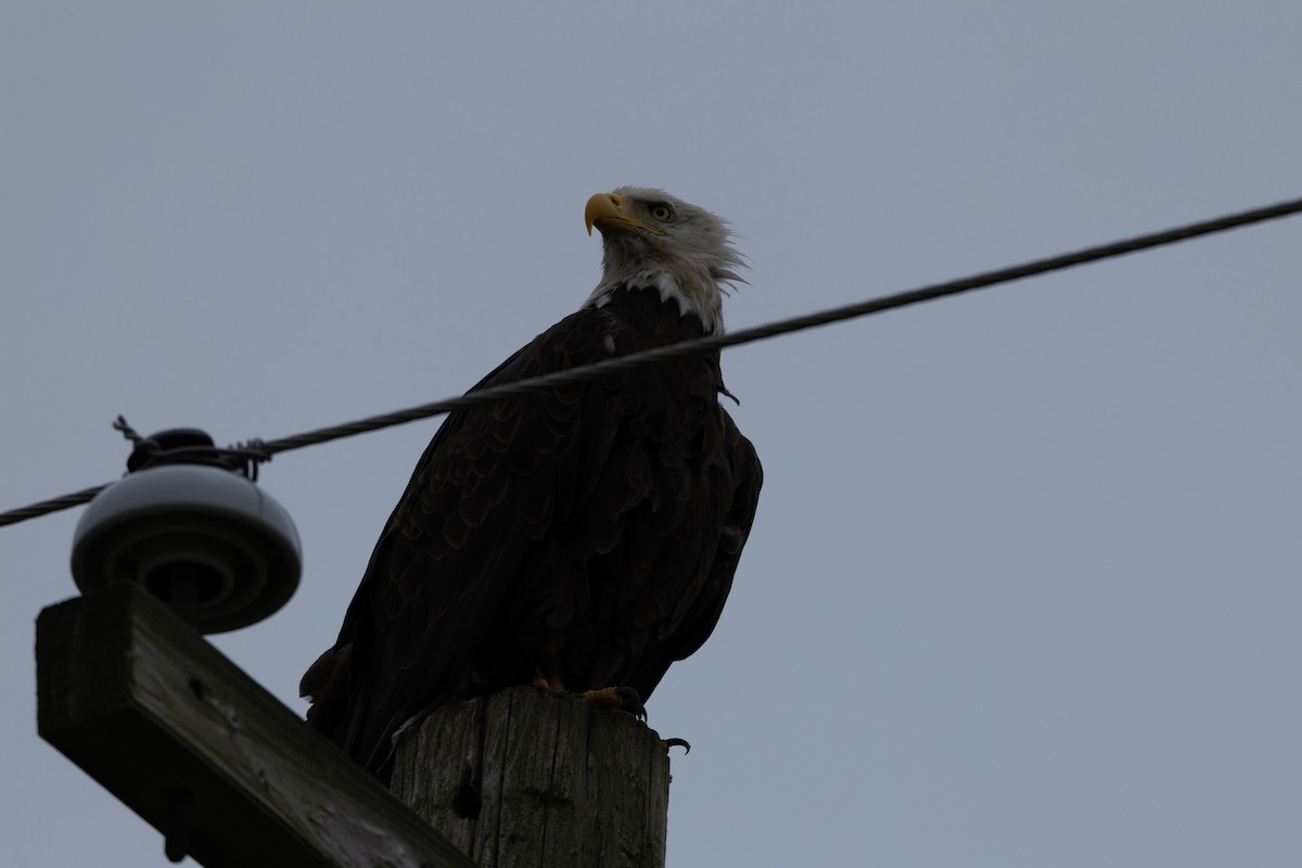 Bald Eagle - ML601203391
