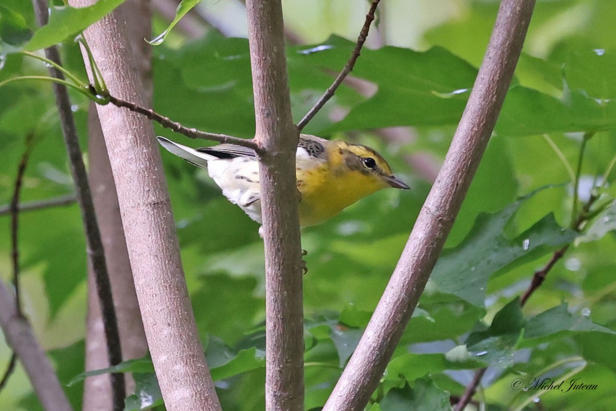 Blackburnian Warbler - ML601204671