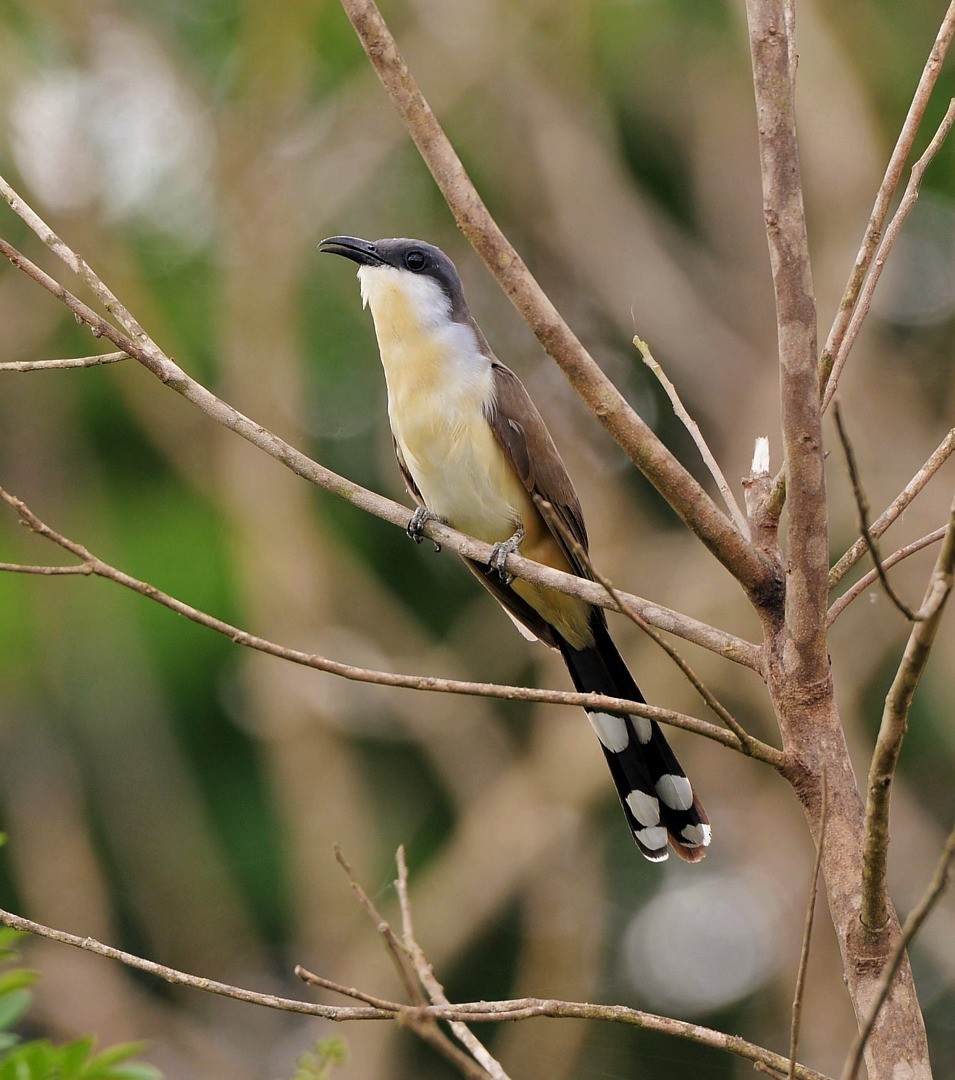 Dark-billed Cuckoo - ML601205371