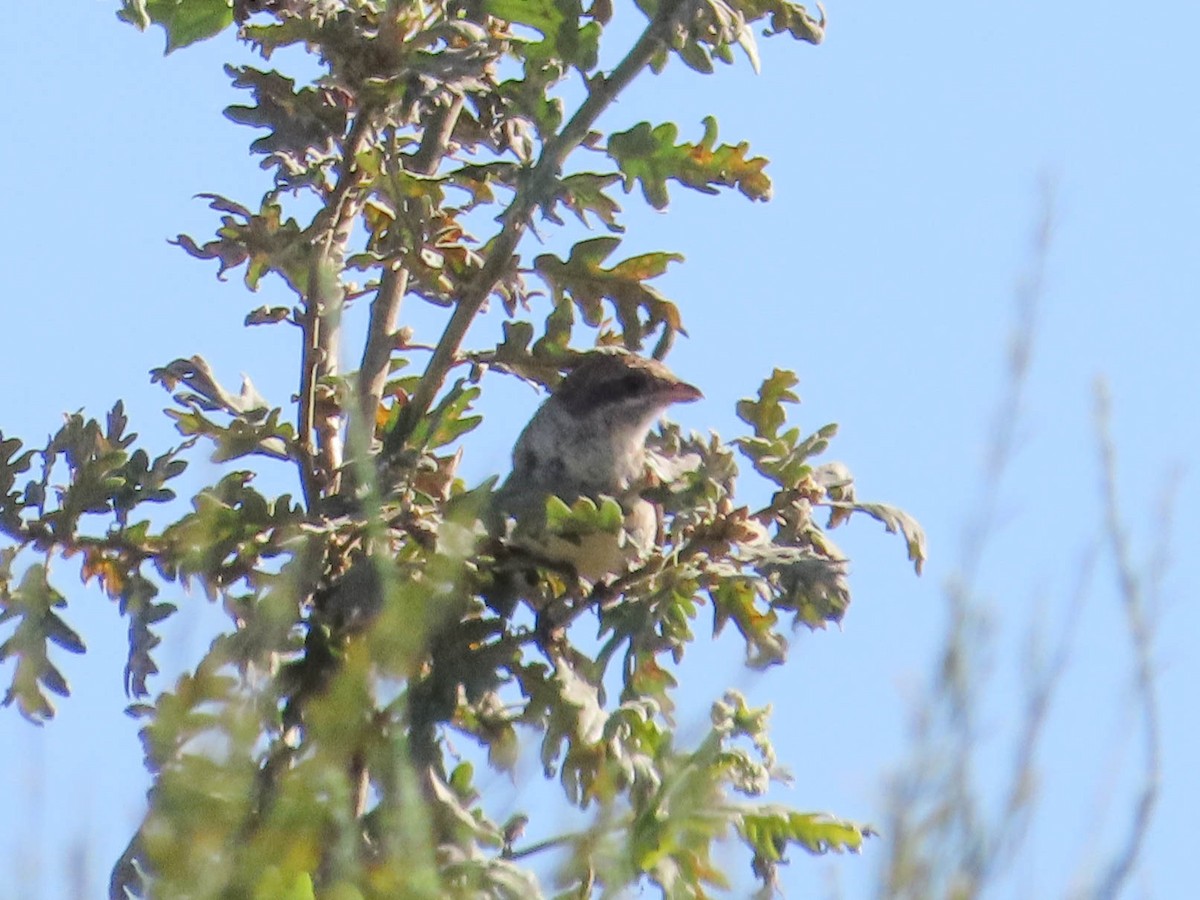 Red-backed Shrike - ML601206231