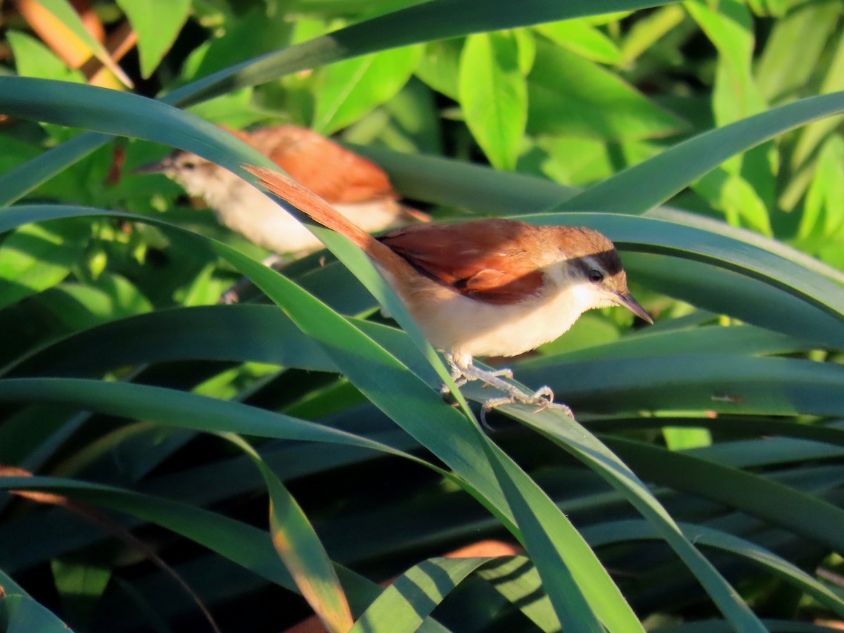 Yellow-chinned Spinetail - ML601206451