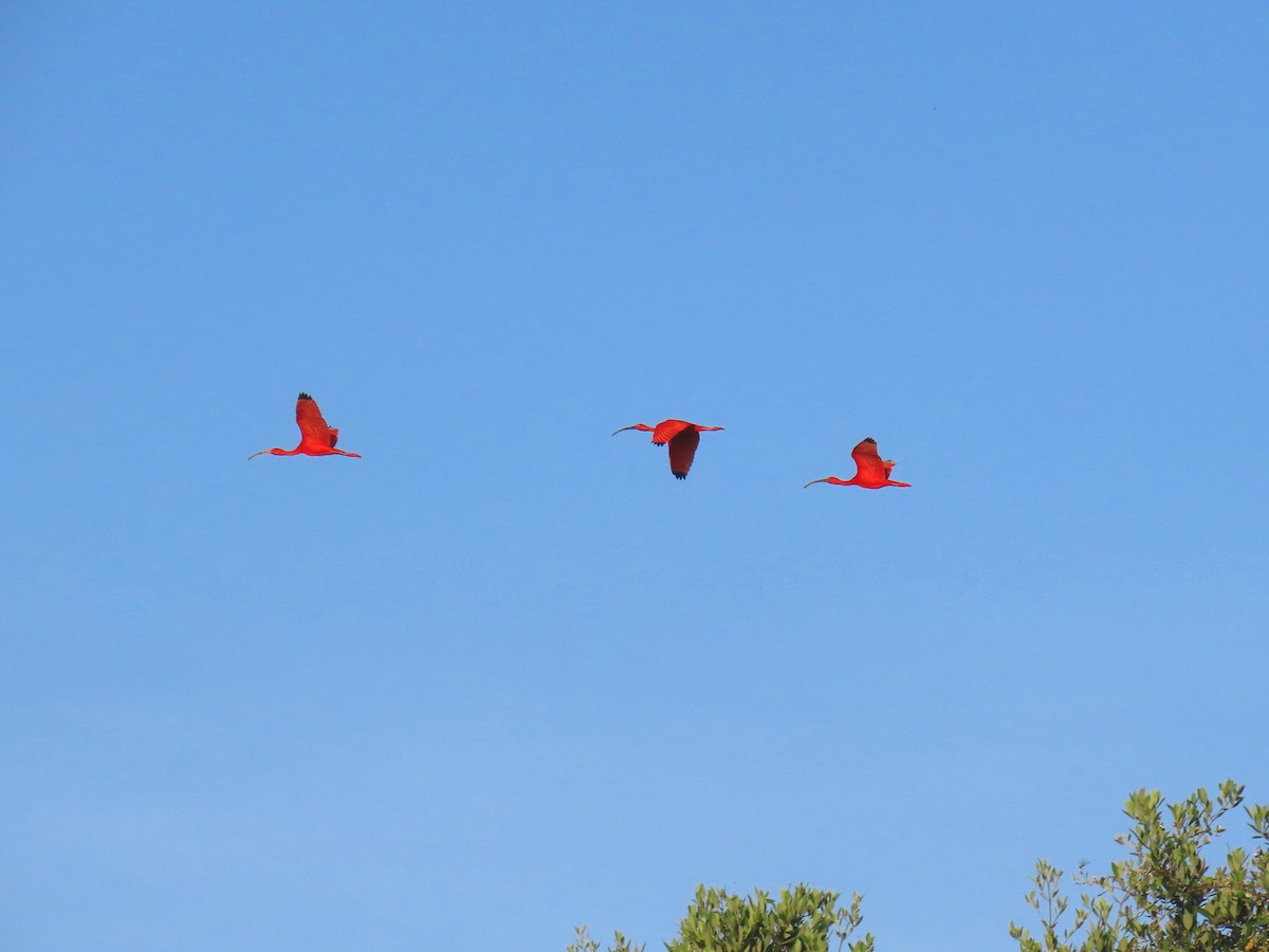 ibis rudý - ML601206571